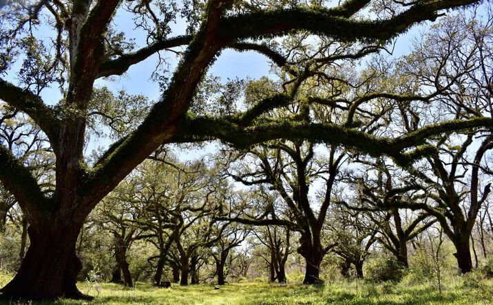 Pictures of Land property located at FM 521 TX, Angleton, TX 77515 for sales - image #1