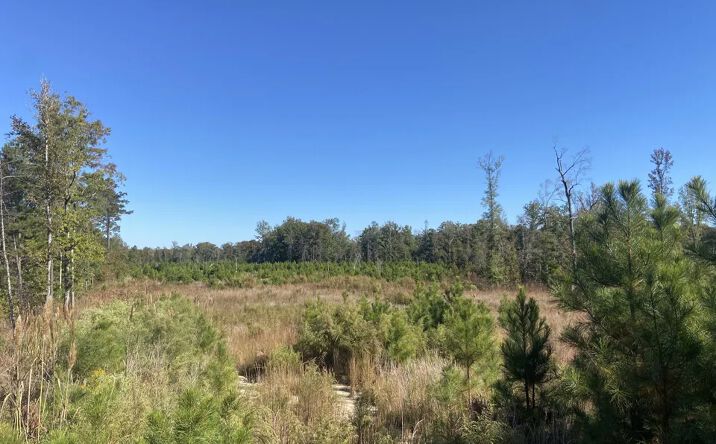 Pictures of Land property located at Little Bodcau, Lewisville, AR 71845 for sales - image #1