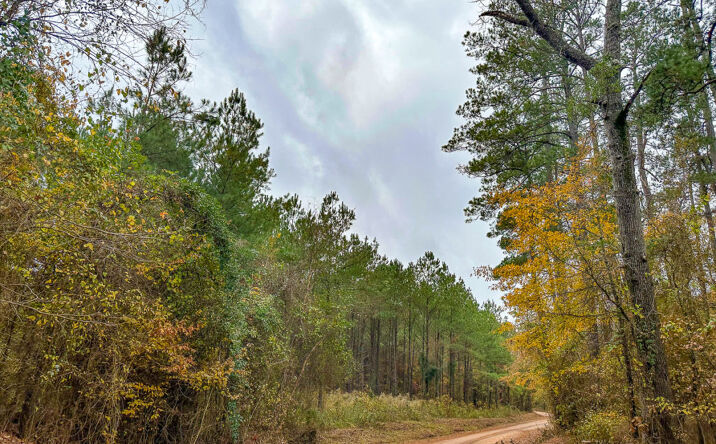 Pictures of Land property located at Co Rd 1651, Avinger, TX 75630 for sales - image #1