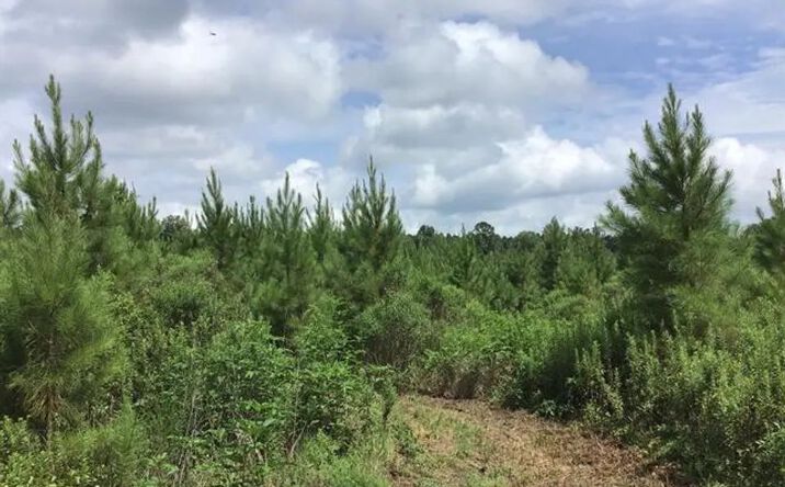 Pictures of Land property located at New Light – 71 Acres, Monticello, AR 71655 for sales - image #1