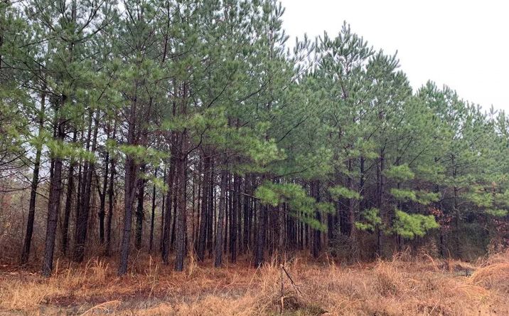 Pictures of Land property located at Brown Creek Merge, Ladelle, AR 71655 for sales - image #1