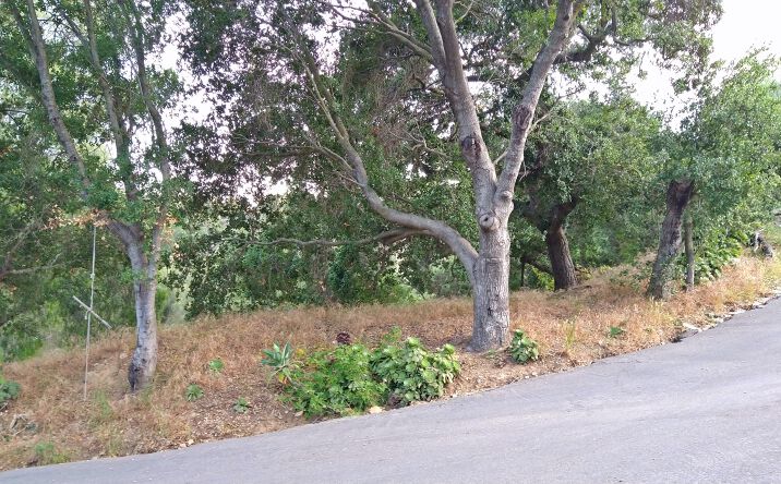 Pictures of Land property located at 21190 Summit Rd, Topanga, CA 90290 for sales - image #1
