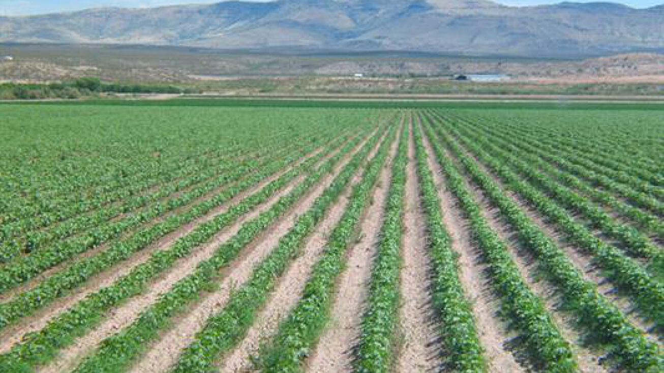 455 W Hill St, Hatch, NM 87937 Land for Sale Red Hill Farm