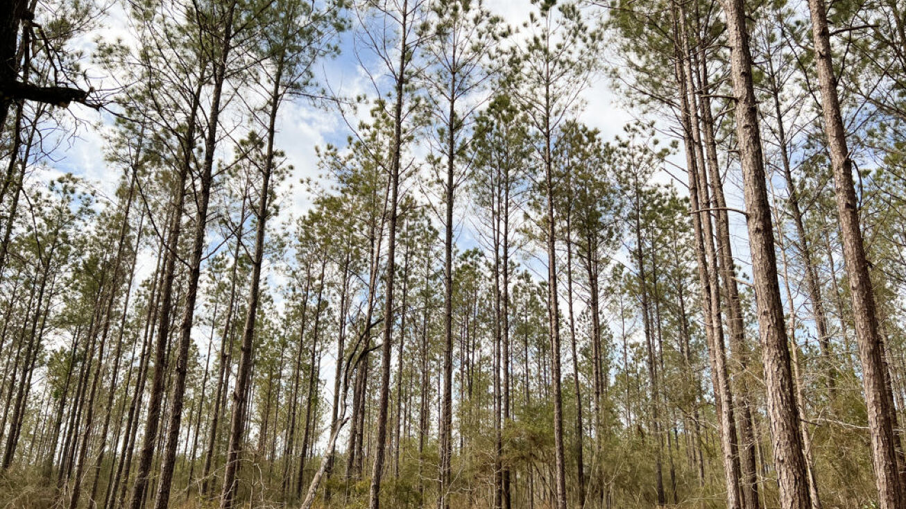 CR 4415, Spurger, TX 77660 Land for Sale Spurger Pines T9