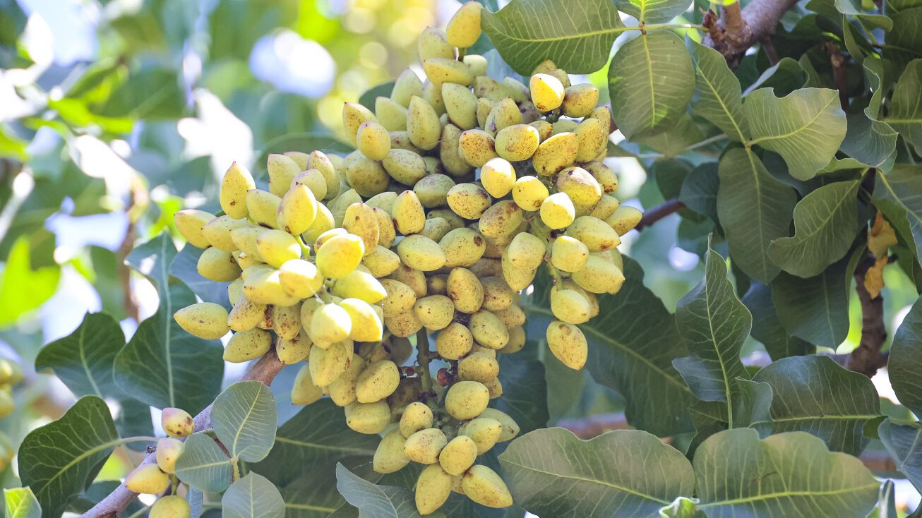 10570 Ave 16, Delano, CA 93215