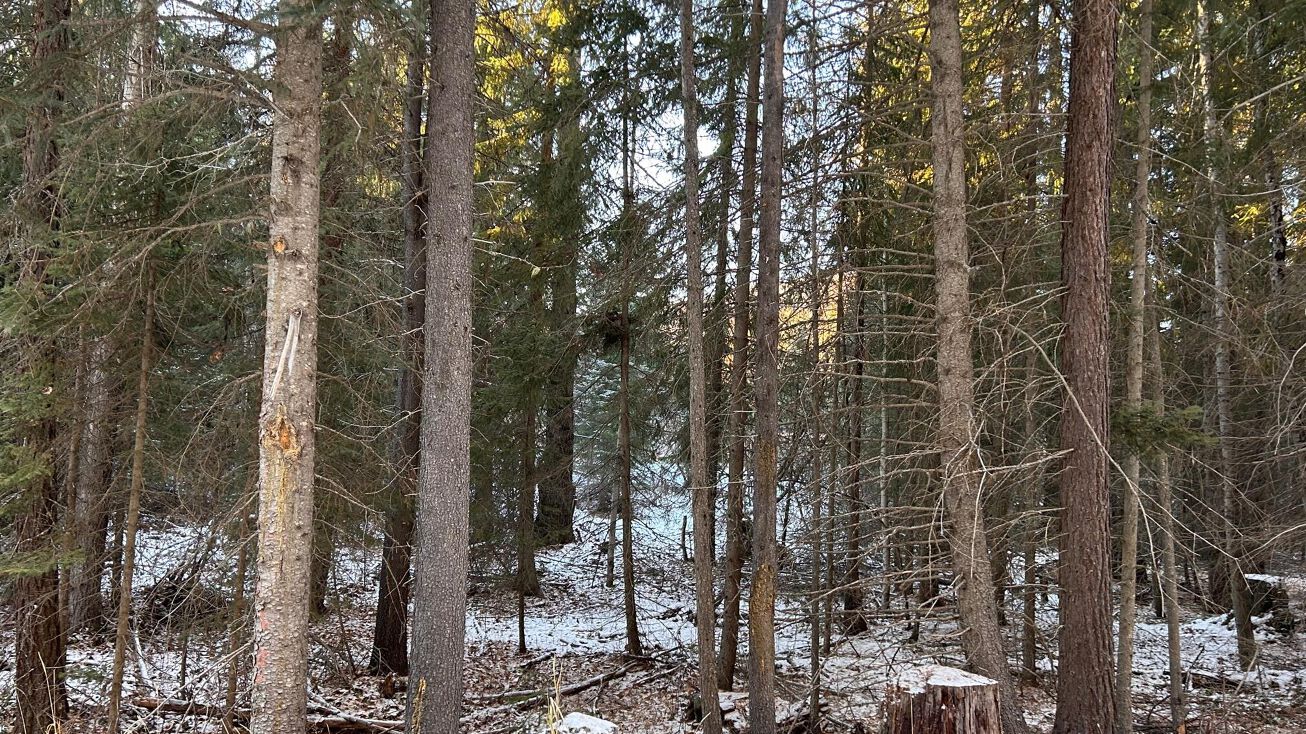 Nhn Upper Ford Road, Yaak, MT 59935