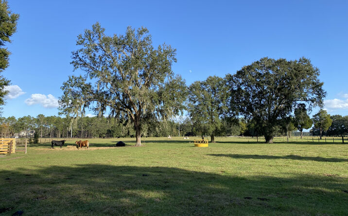 Pictures of Land property located at 10312 Co Rd 209, Oxford, FL 34484 for sales - image #1
