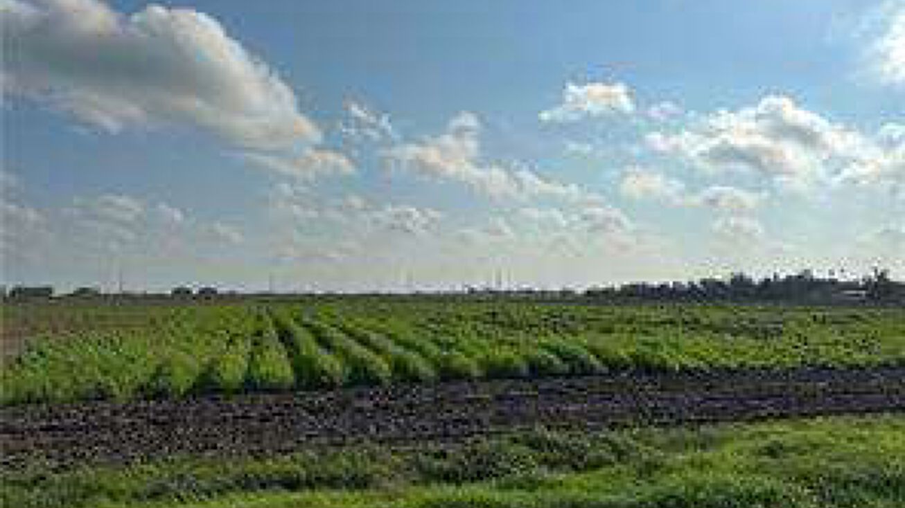 Mile 6 1/2 W, Weslaco, TX 78596