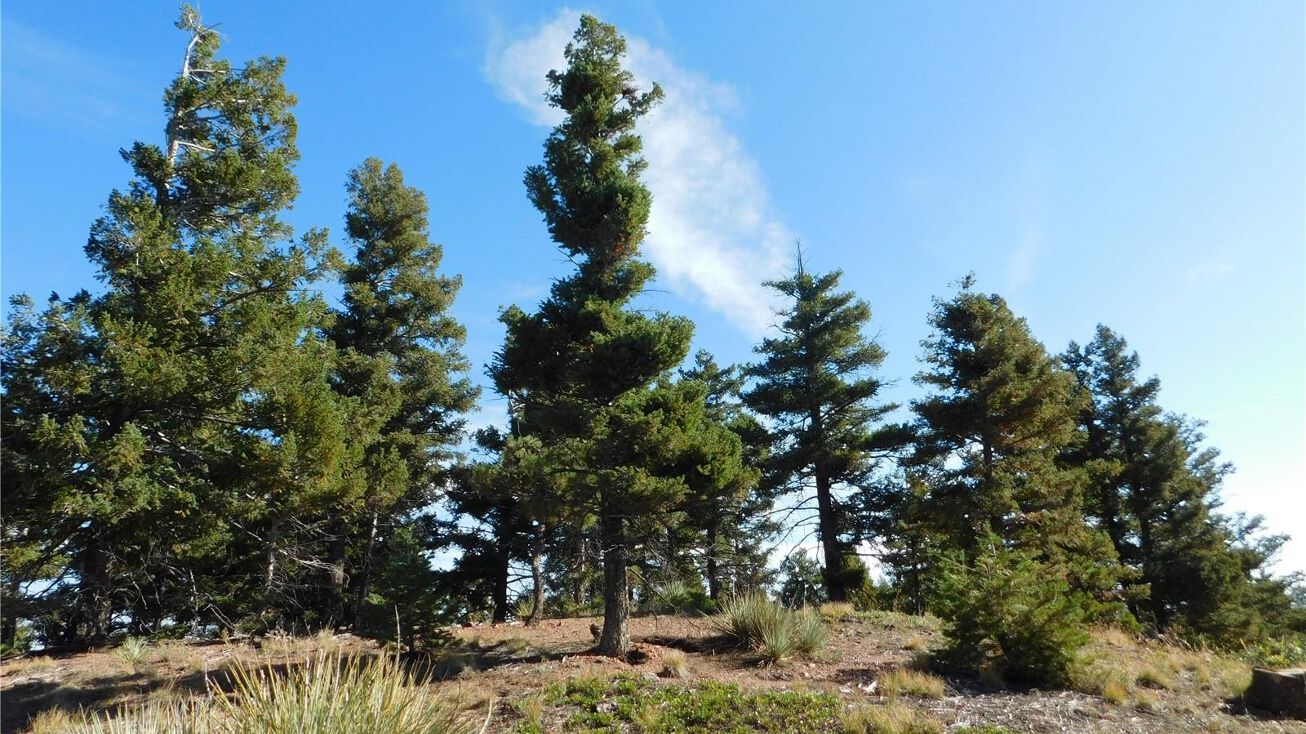 13050 Deer Ridge Way, Larkspur, CO 80118 Land for Sale 13050 Deer