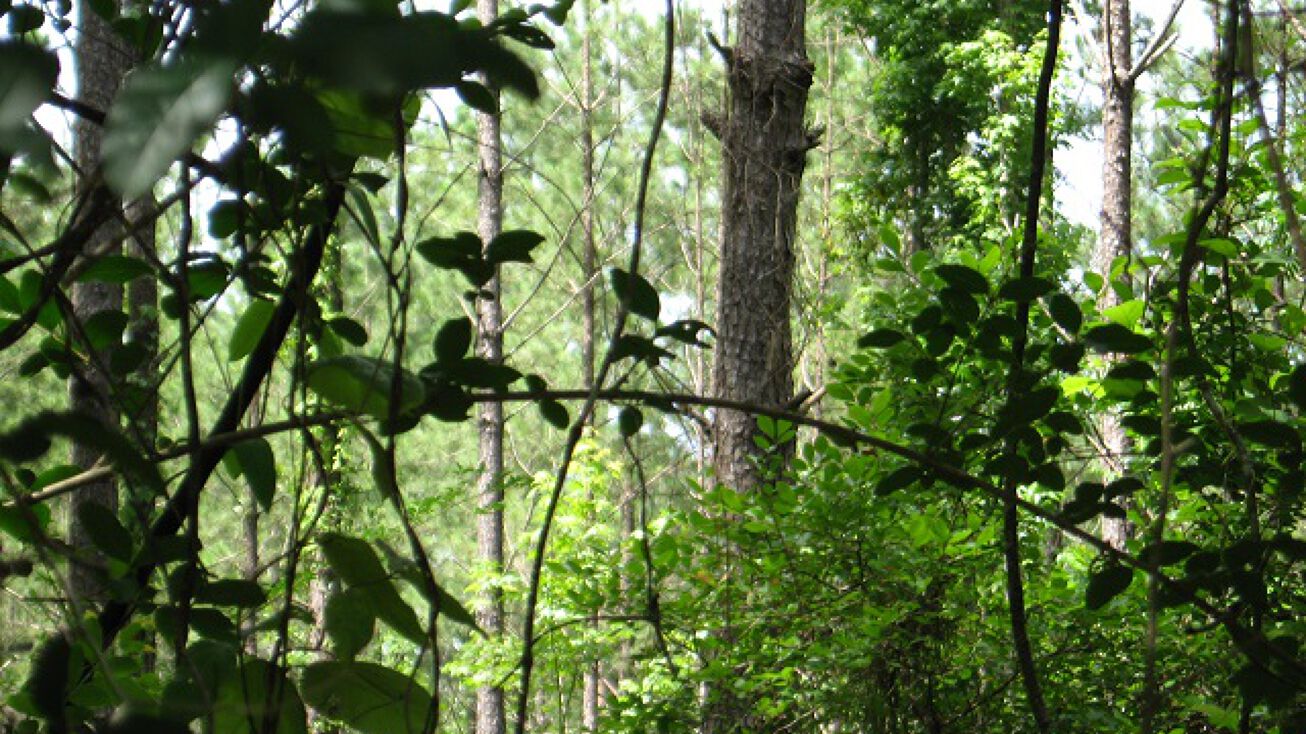 Cherry Street, McLain, MS 39456