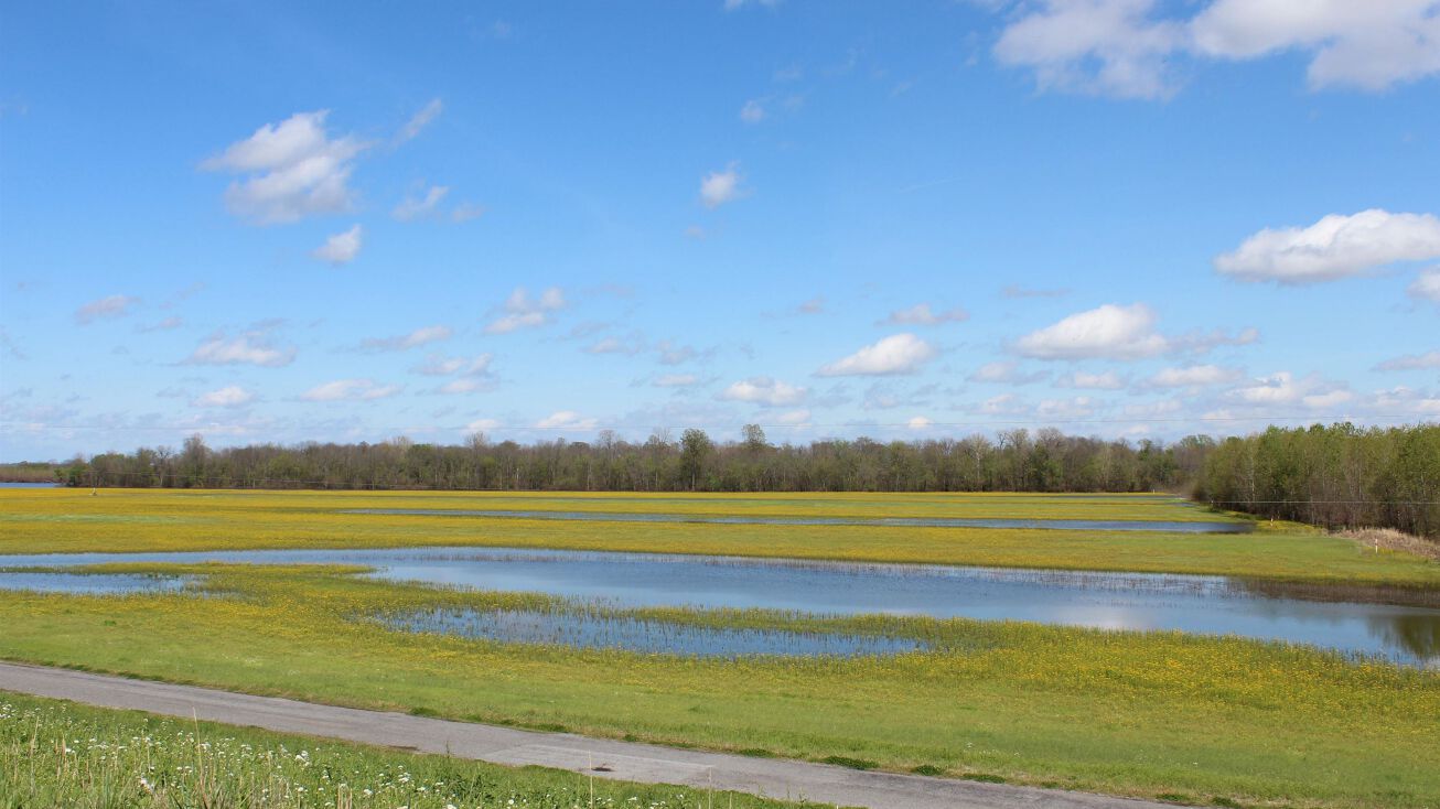 Levee Rd, Tiptonville, TN 38079 Land for Sale Levee Rd, Tiptonville