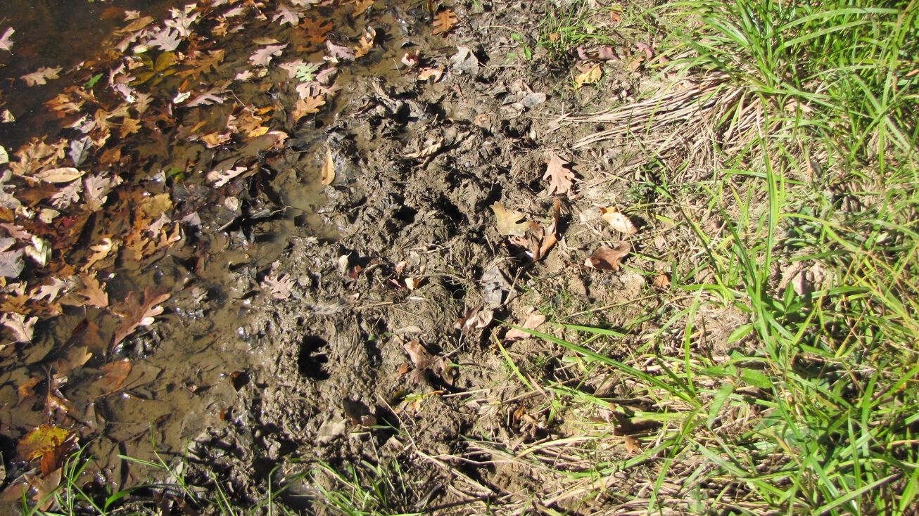 Ivy Drive, Green Castle, Green Castle, MO 63544