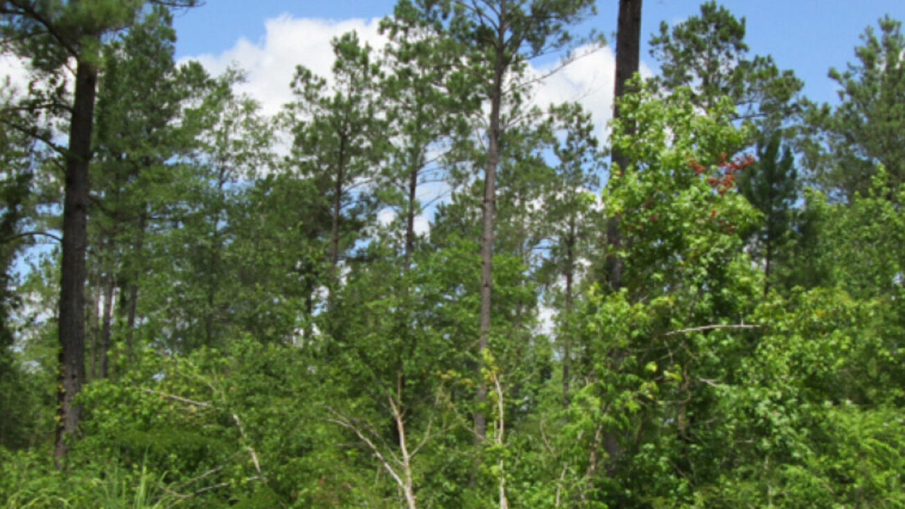 Hwy. 69 and Hwy. 84 in Rusk,, Cuney, TX 75759