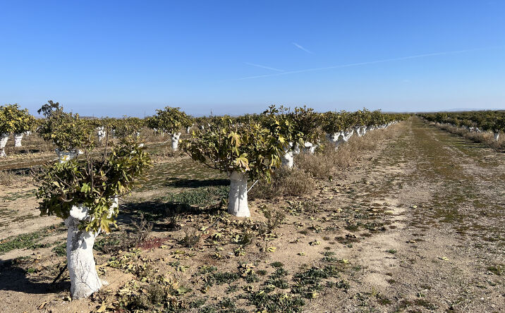Pictures of Land property located at 9.5± miles East of Chowchilla, Chowchilla, CA 93610 for sales - image #1