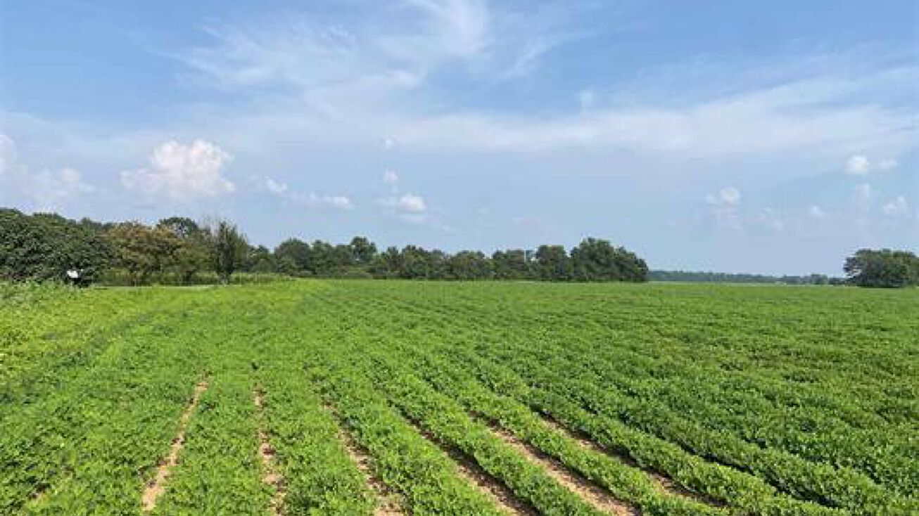 3100 AL21, Atmore, AL 36502 Land for Sale 04 Hwy 21, Atmore, AL 36502