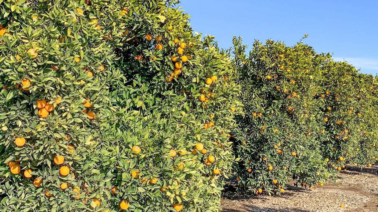 18.45+/ Acres of Navel Citrus in Terra Bella Irrigation District, Terra Bella, CA 93270