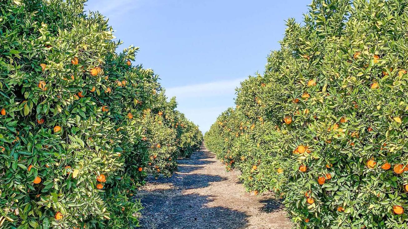 10.44+/ Acres of Navel Citrus in Terra Bella Irrigation District, Terra Bella, CA 93270