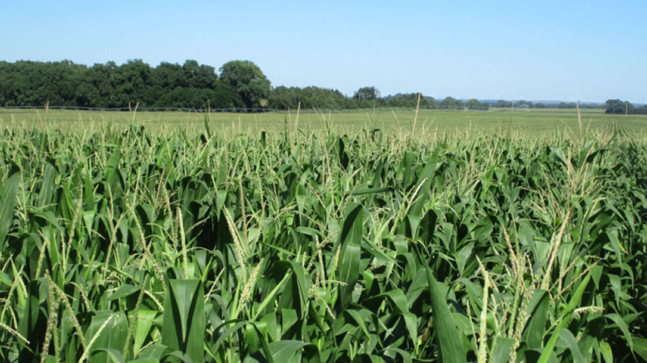 128.83 ± Acres District 055, Pierce, NE 68767 Land for Sale 128.83 ± Acres District 055