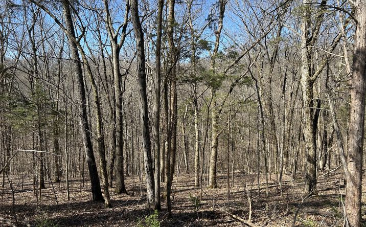 Pictures of Land property located at 0 Old Hickory Blvd, Whites Creek, TN 37189 for sales - image #1