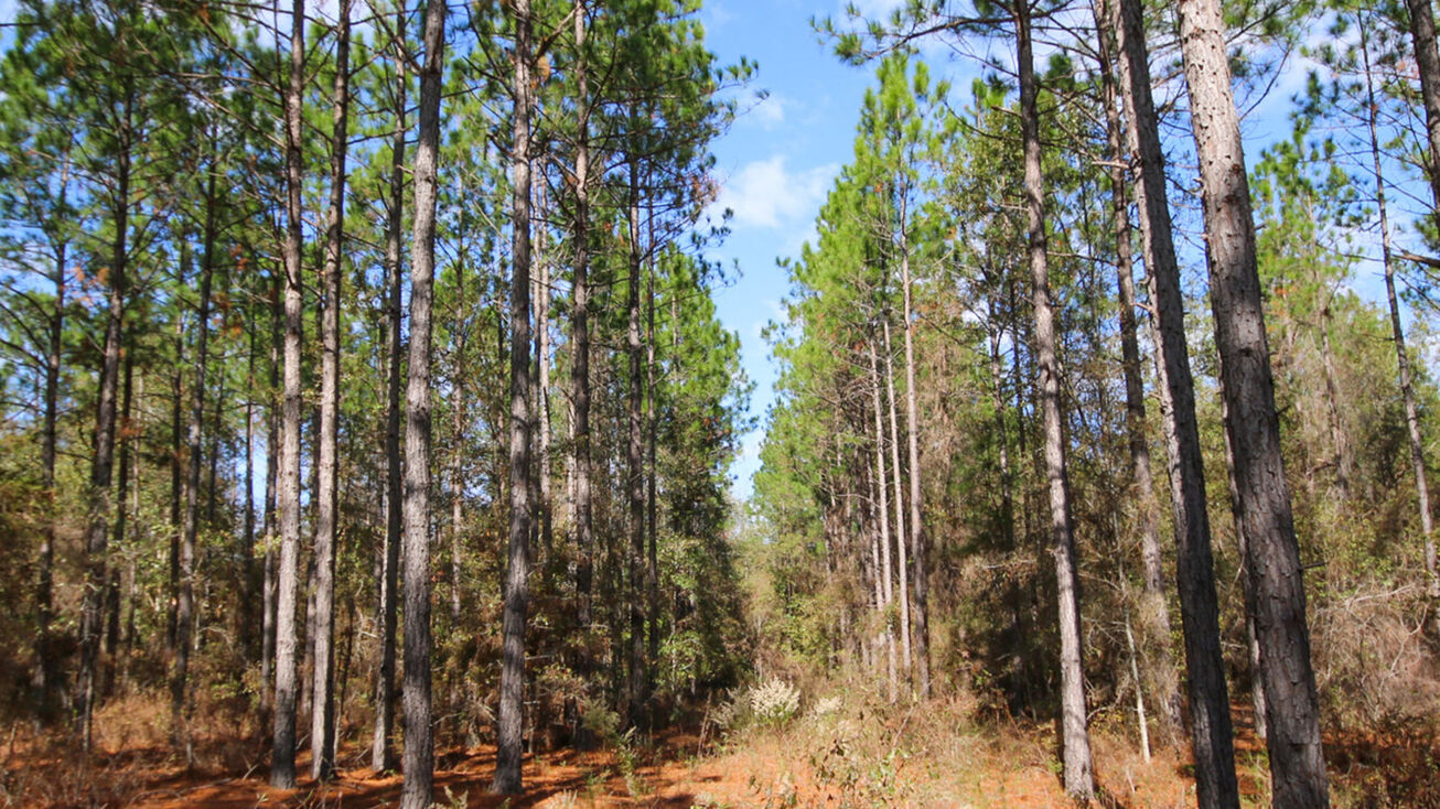 0 McRae Hwy, Eastman, GA 31023 Land for Sale Dodge County Timberland