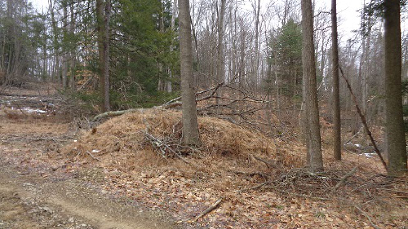 Bush Rd, Mahaffey, PA 15757