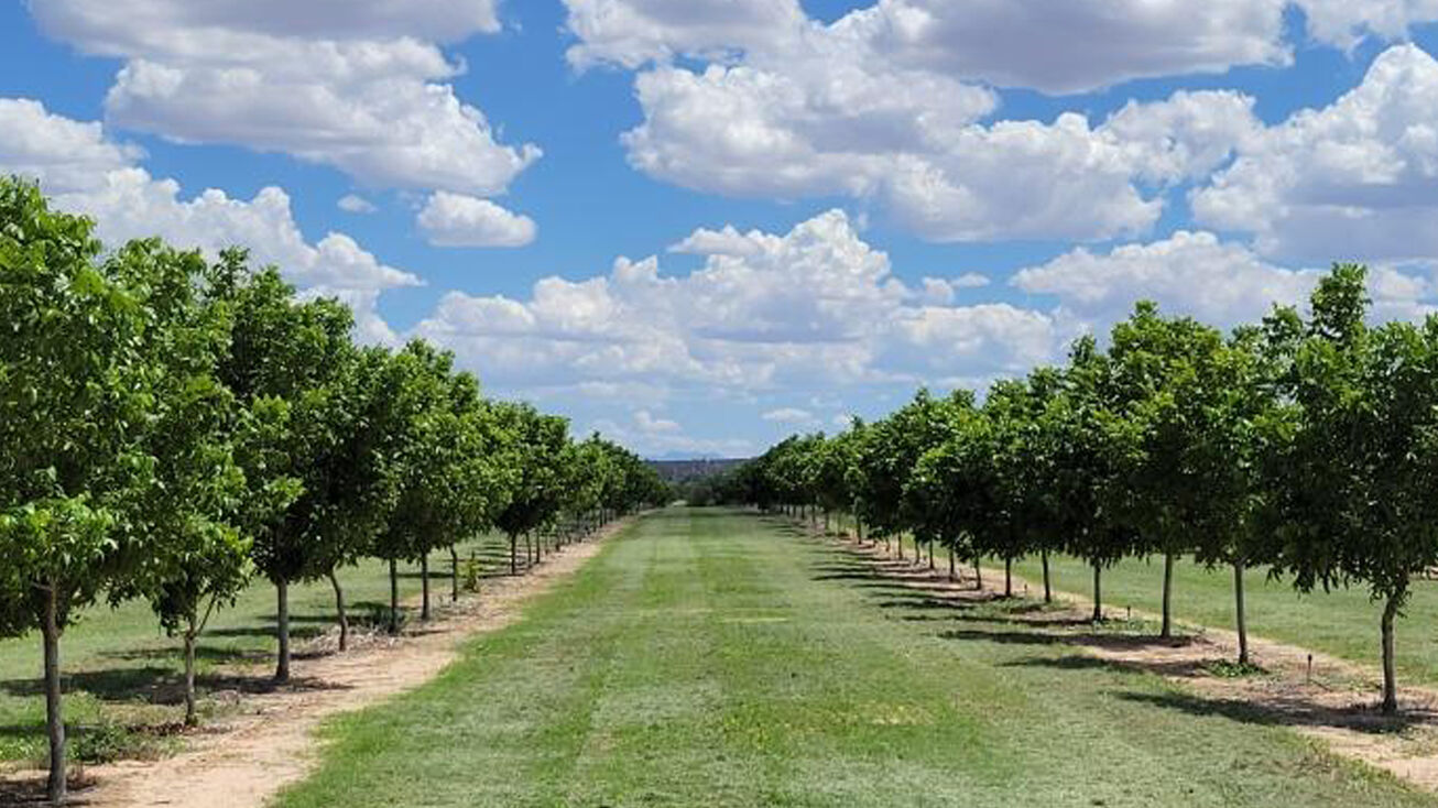 1427 N Ocotillo Rd, Benson, AZ 85602 Land for Sale Ocotillo Road Pecans