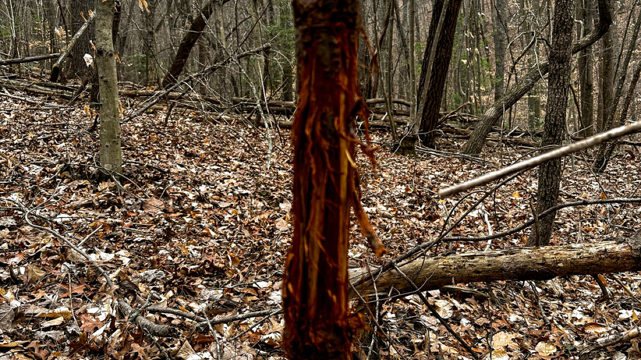 Wandering Walk Trail, Lowgap NC, NC 27024