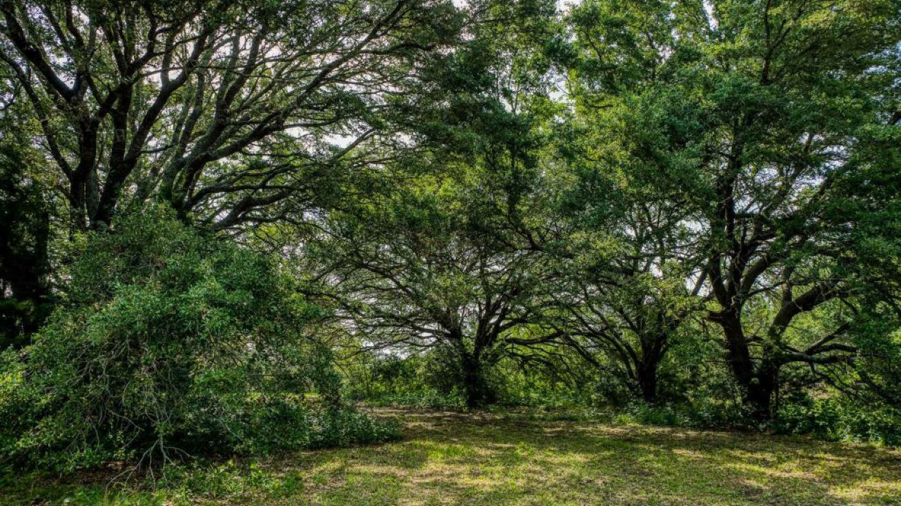 7907 FM389, Brenham, TX 77833 Land for Sale Thornton Ranchette