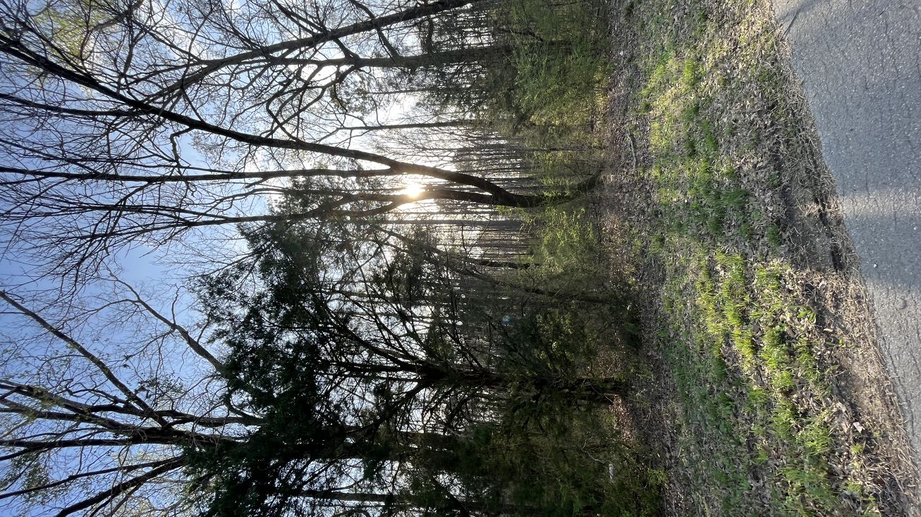 68 Co Rd 213, Calera, AL 35040 Land for Sale 5 acres Commercial land