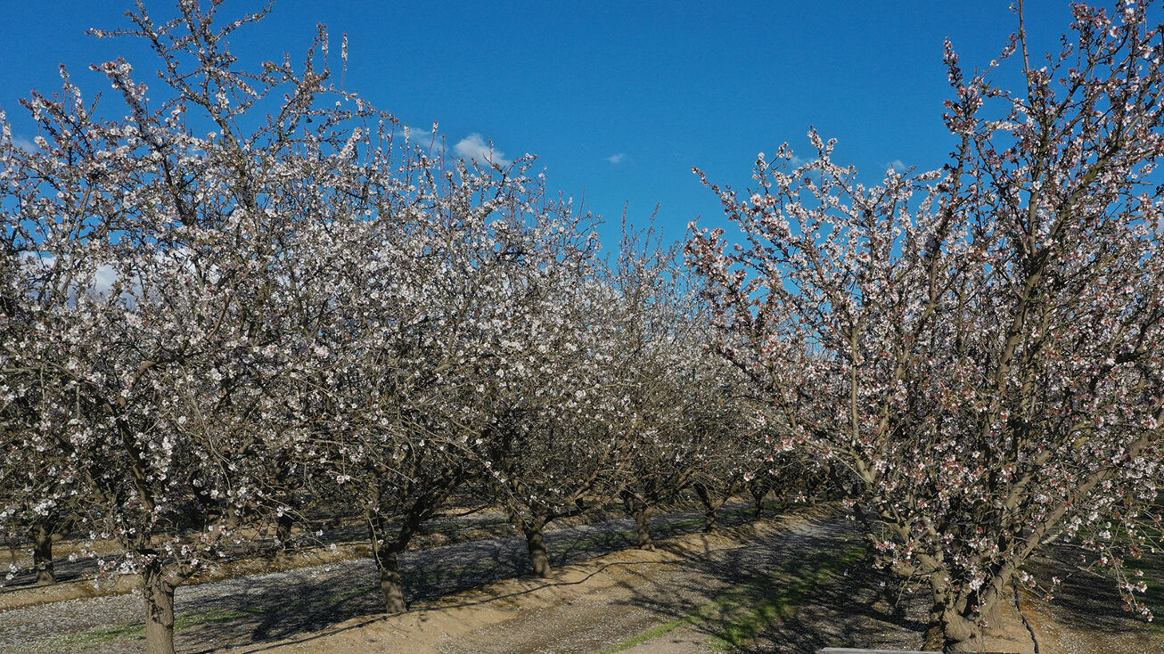 4695 N Vineland Ave, Kerman, CA 93630