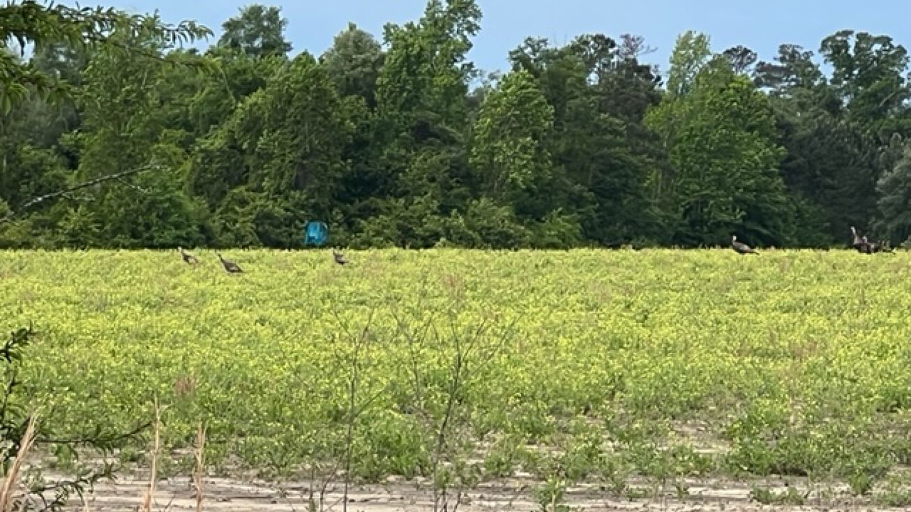 Old US Rd, Marianna, FL 32446