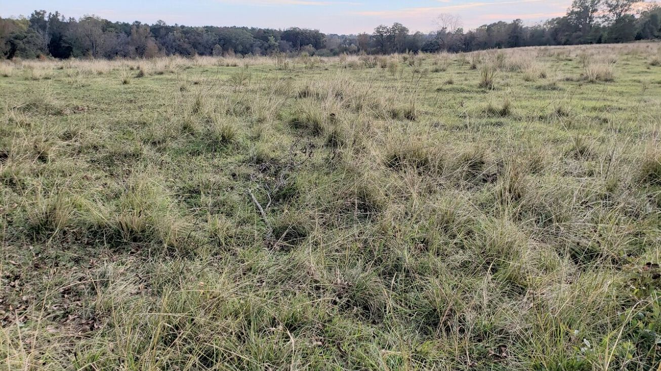 000 John C Martin Road, Clayton, AL 36016 Land for Sale John Martin