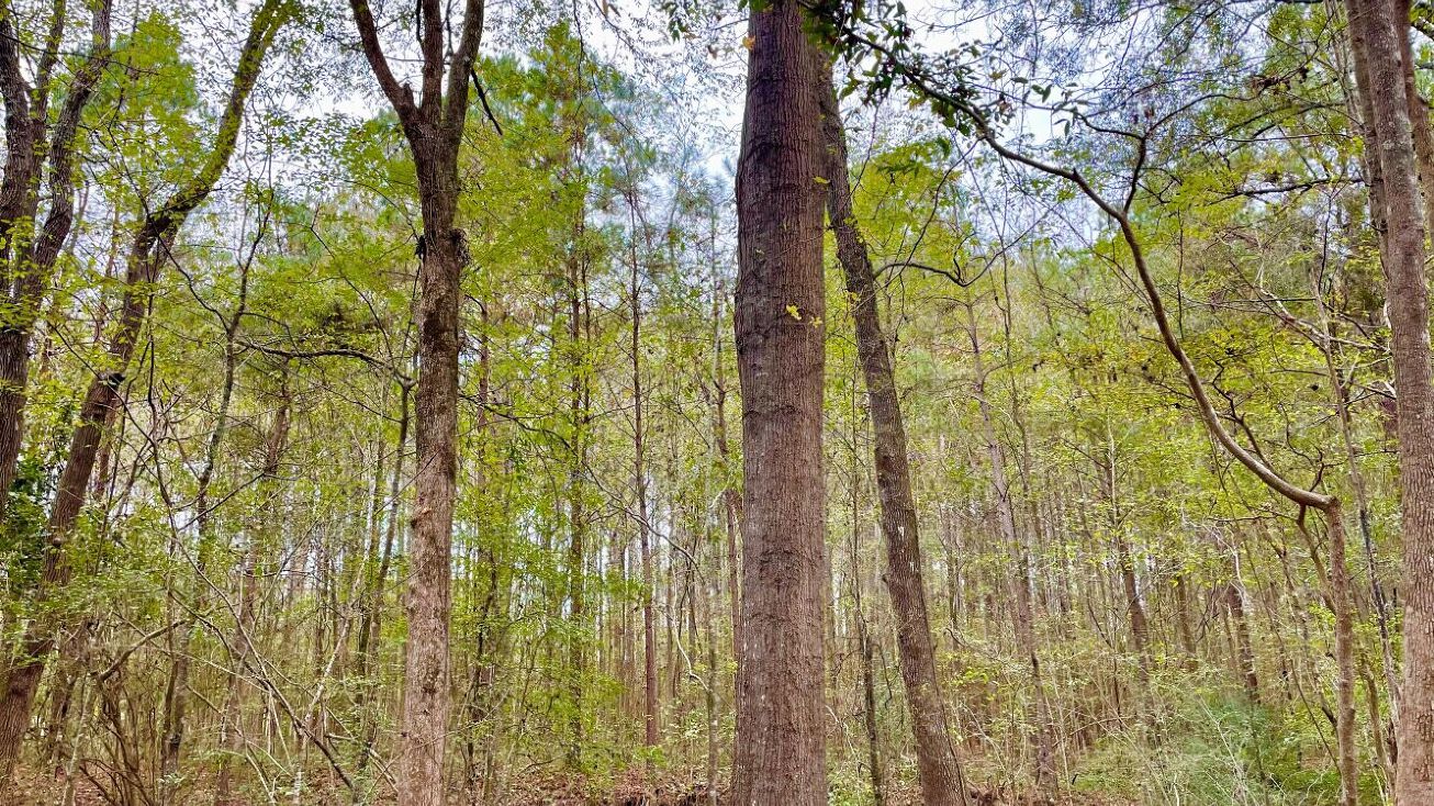 108 Holly Bush Rd, Brandon, MS 39047