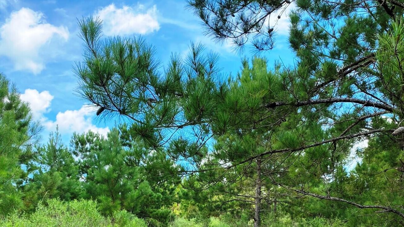 00 Highway 84 Silver Creek, Silver Creek, MS 39663 Land for Sale