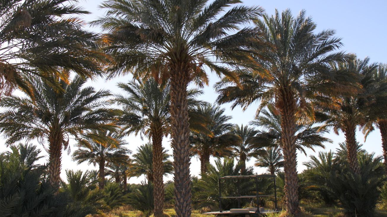 Organic Medjool Dates, Winterhaven, CA 92283