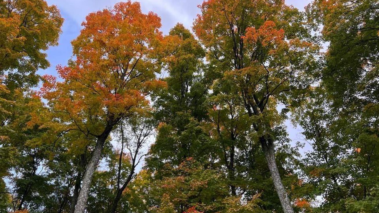 Troon N, Troon N, MI 49615 Land for Sale Lot 106 Troon N