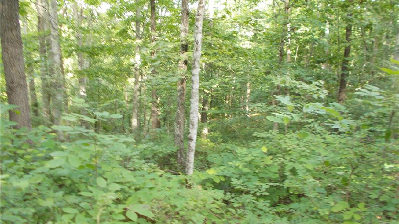 Co Rte 43/5, Fraziers Bottom, WV 25082 Land for Sale 3182 Staves Branch