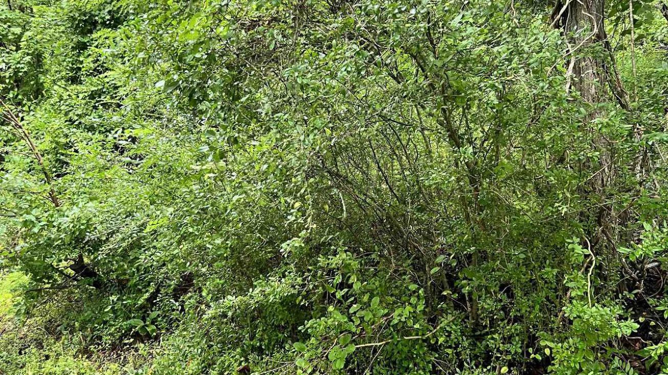 1662 Cook School Rd, Huntington, WV 25701