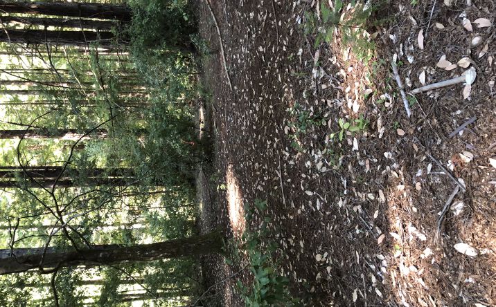 Pictures of Land property located at Back Rd, La Honda, CA 94020 for sales - image #1