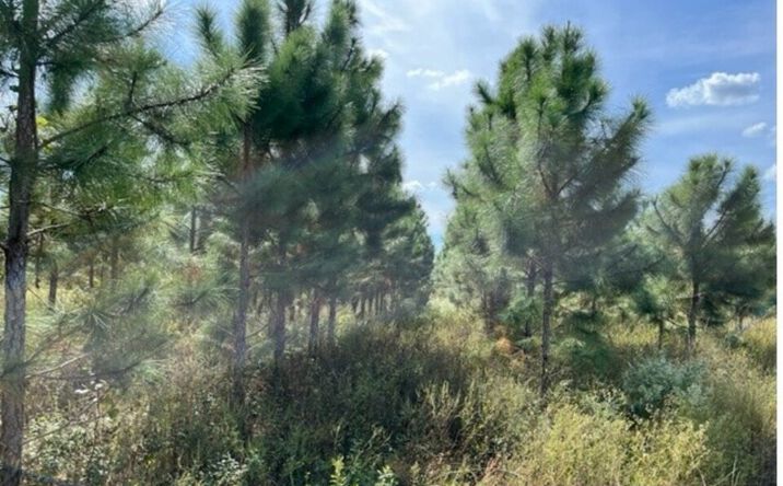 10843 IRVIN AVE NW Live Oak FL - 35609643d65f46a2aed0c21cffb2be23 716x444 