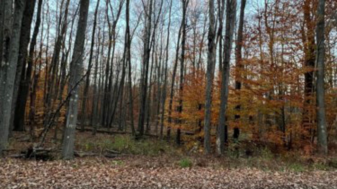 Gardner Rd, Newfoundland, PA 18445 Land for Sale Gardner Rd Newfoundland(0.27)