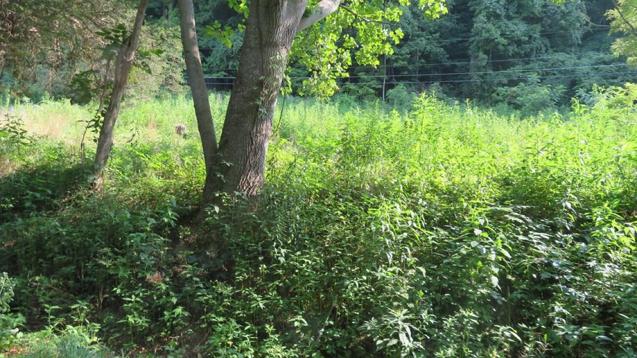 TBD Wardell Road, Pounding Mill, VA 24637