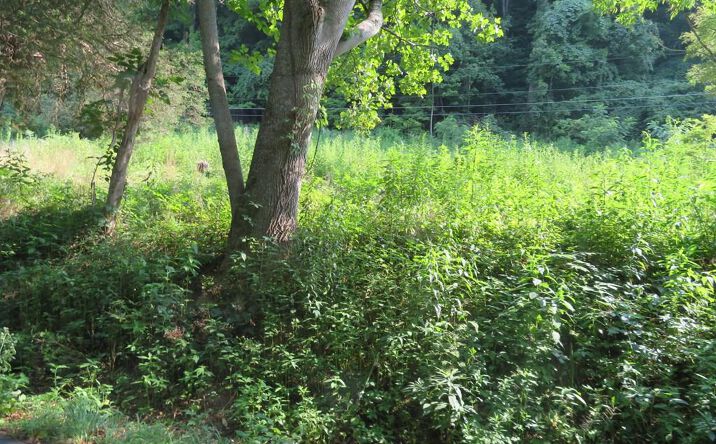 Pictures of Land property located at TBD Wardell Road, Pounding Mill, VA 24637 for sales - image #1
