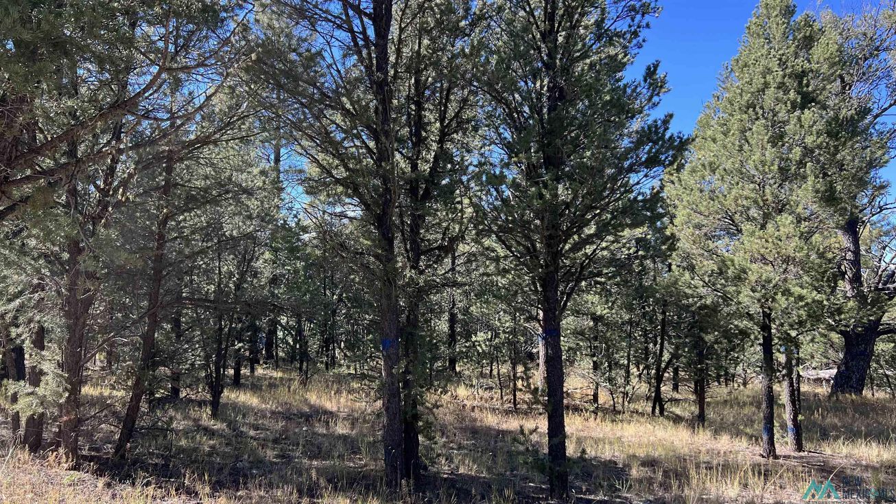 Sunset, Quemado, NM 87829