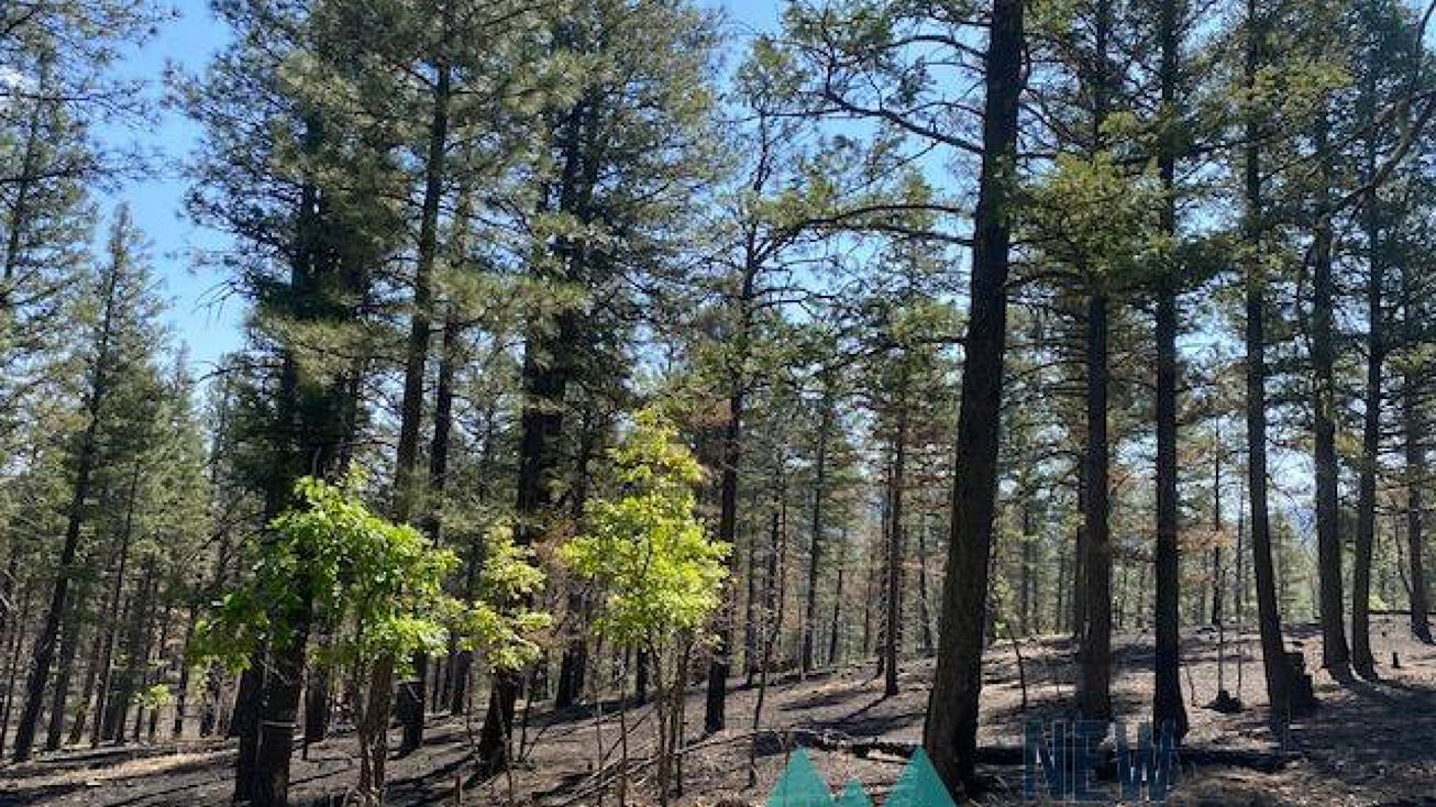 Lots 107 & 108 Avenida Descanso, Rociada, NM 87742 Land for Sale
