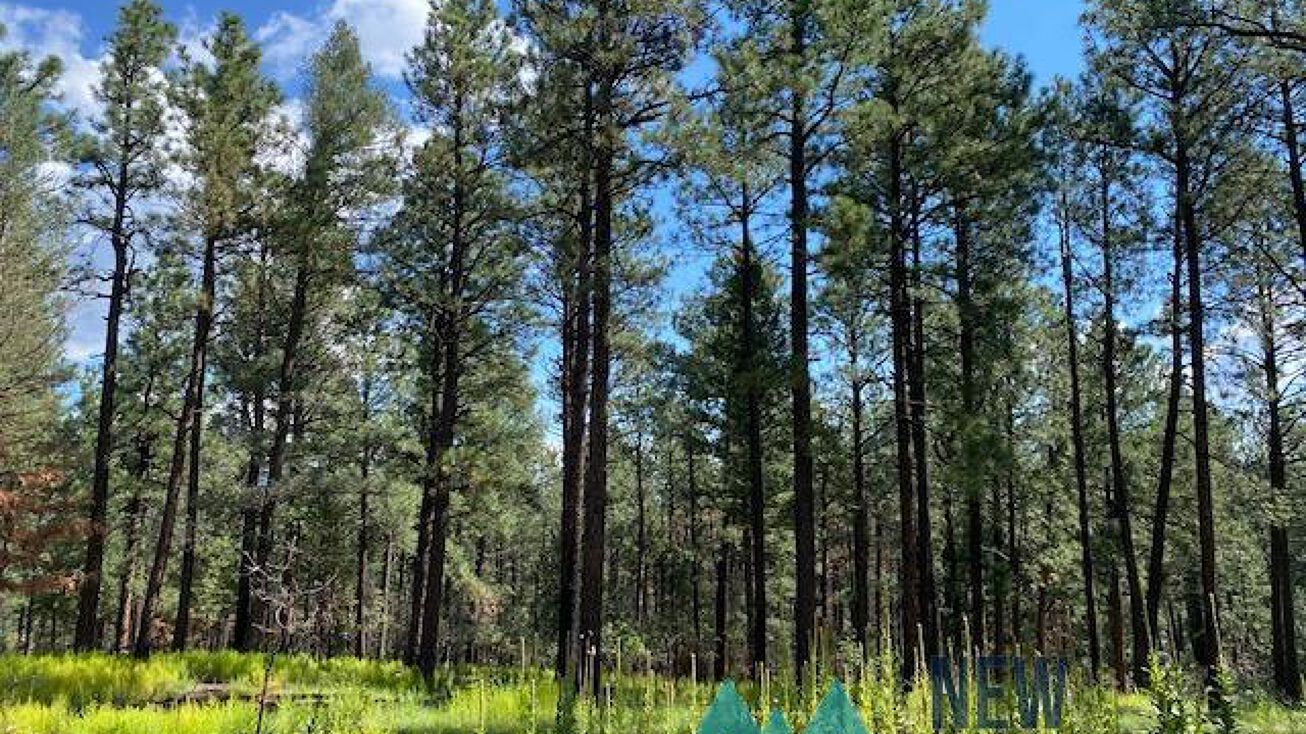 Lot 167 La Gaviota, Rociada, NM 87742