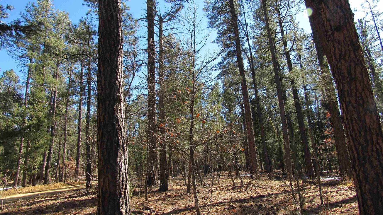 44 Camino Sur, Rociada, NM 87742