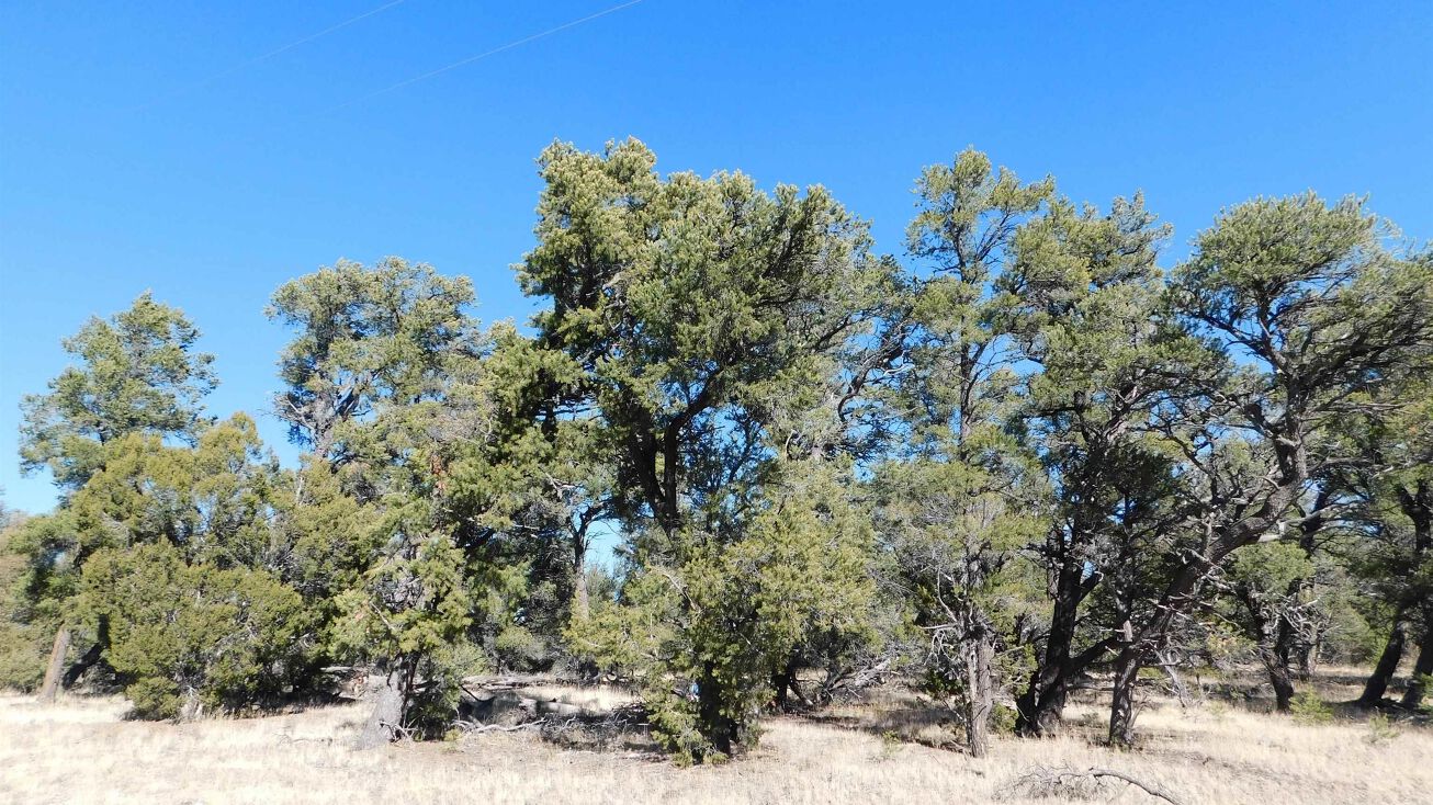 Block V Lot 10 Paradise, Quemado, NM 87829 Land for Sale Block V