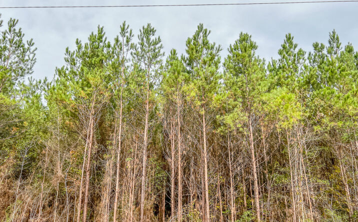 Pictures of Land property located at County Rd 2305S, Macedonia, TX 77327 for sales - image #1