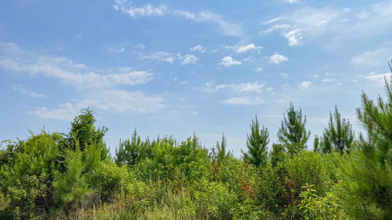 Land, Polk County Red Hollow Rd, Leggett, TX 77350 Land for Sale